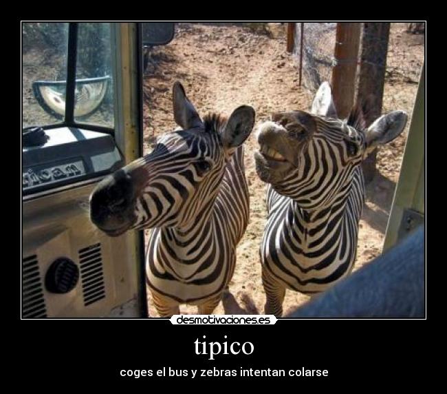 tipico - coges el bus y zebras intentan colarse