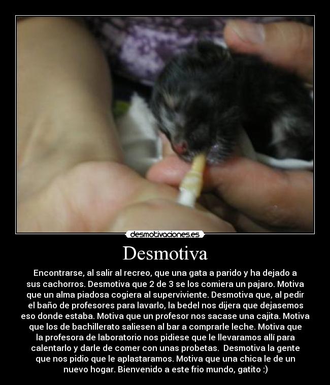 Desmotiva - Encontrarse, al salir al recreo, que una gata a parido y ha dejado a
sus cachorros. Desmotiva que 2 de 3 se los comiera un pajaro. Motiva
que un alma piadosa cogiera al superviviente. Desmotiva que, al pedir
el baño de profesores para lavarlo, la bedel nos dijera que dejasemos
eso donde estaba. Motiva que un profesor nos sacase una cajita. Motiva
que los de bachillerato saliesen al bar a comprarle leche. Motiva que
la profesora de laboratorio nos pidiese que le llevaramos allí para
calentarlo y darle de comer con unas probetas. Desmotiva la gente
que nos pidio que le aplastaramos. Motiva que una chica le de un
nuevo hogar. Bienvenido a este frio mundo, gatito :)