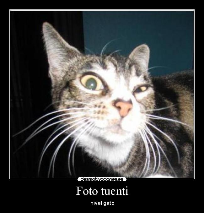 Foto tuenti - nivel gato