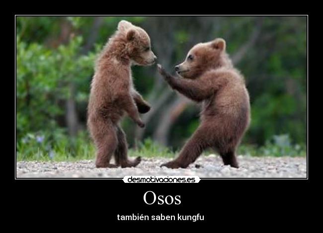 Osos -