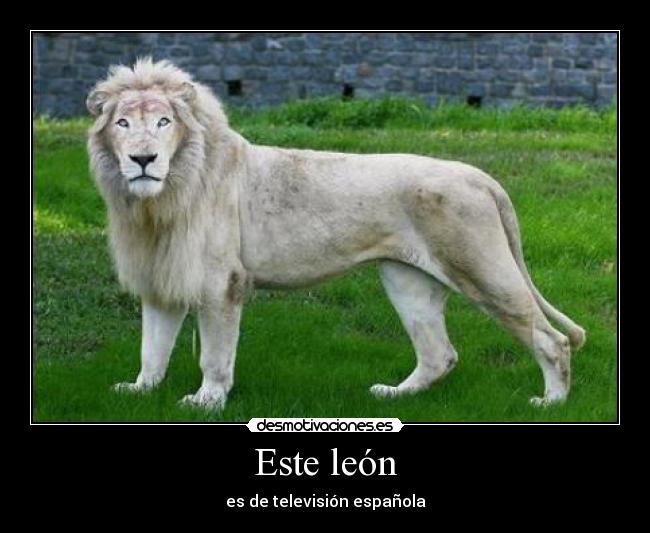 Este león - es de televisión española