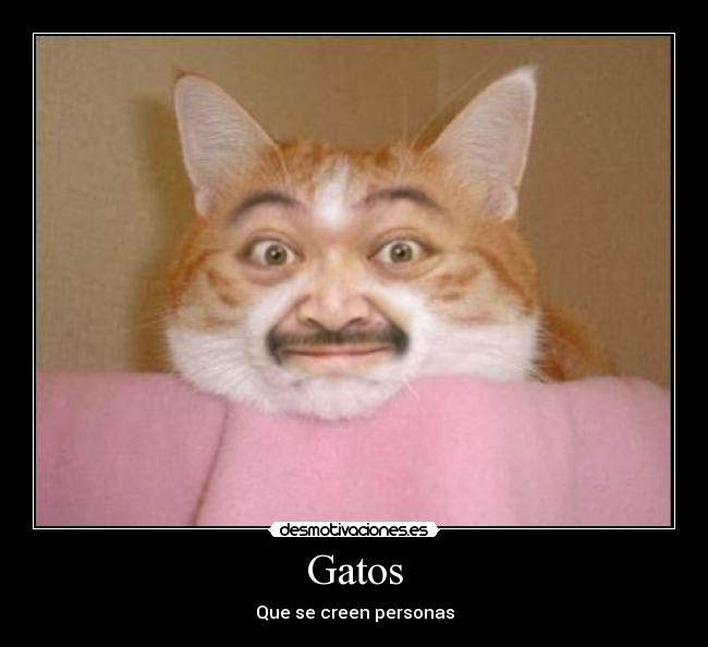 Gatos - Que se creen personas