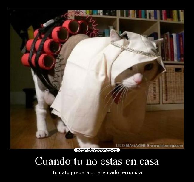 Cuando tu no estas en casa - Tu gato prepara un atentado terrorista