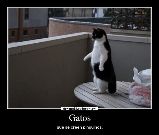 Gatos - 