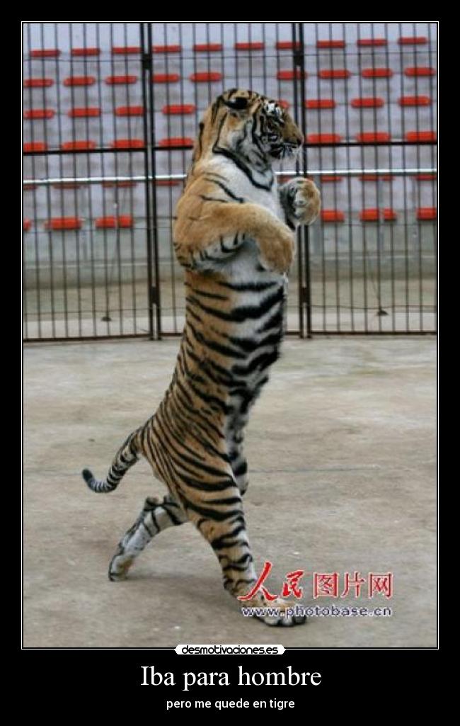 Iba para hombre - pero me quede en tigre
