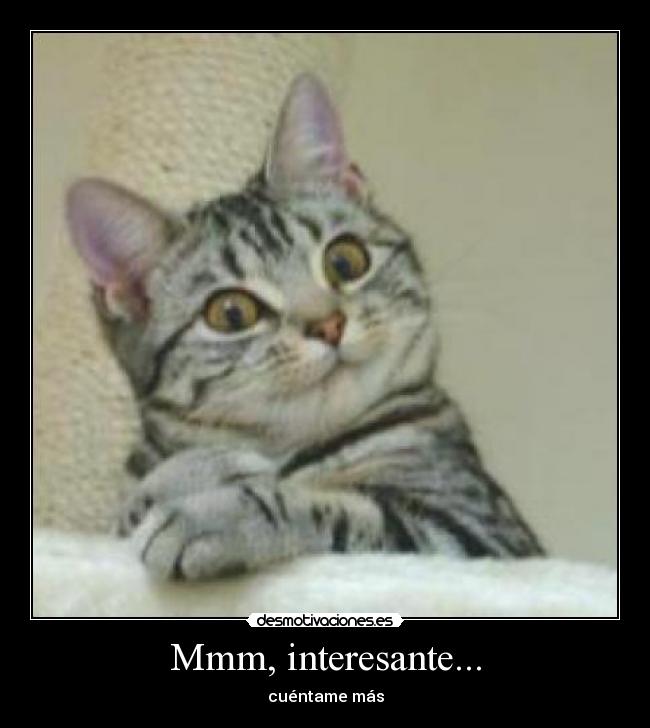 carteles gato desmotivaciones