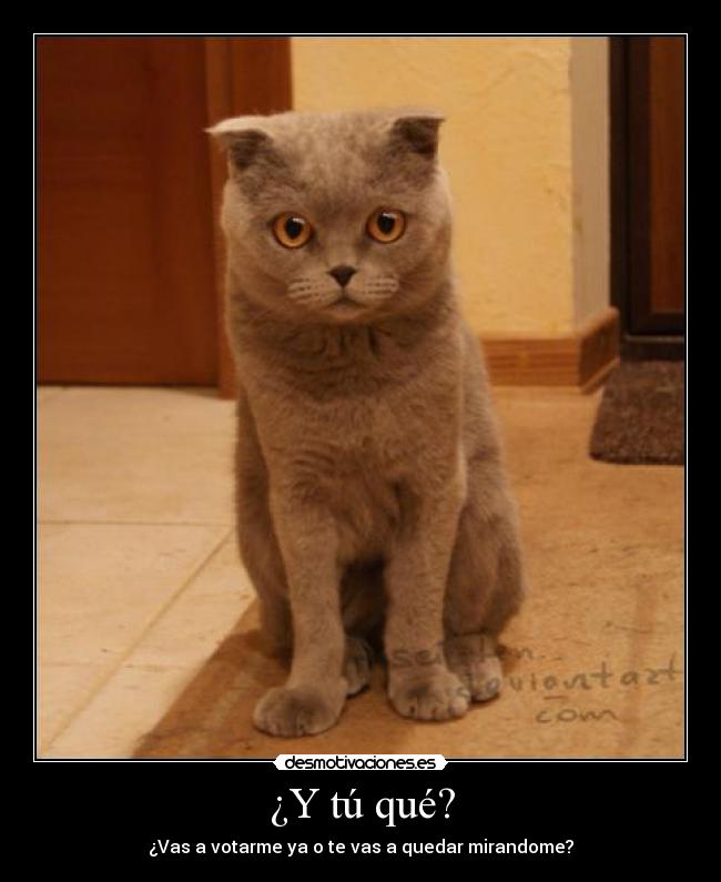 ¿Y tú qué? - ¿Vas a votarme ya o te vas a quedar mirandome?