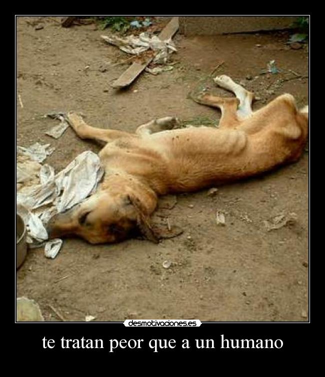 te tratan peor que a un humano -