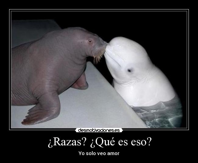 ¿Razas? ¿Qué es eso? -