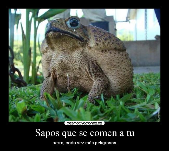 Sapos que se comen a tu - perro, cada vez más peligrosos.