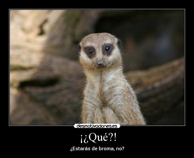¡¿Qué?! -