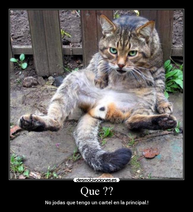 Que ?? - 