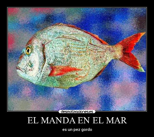 EL MANDA EN EL MAR - es un pez gordo