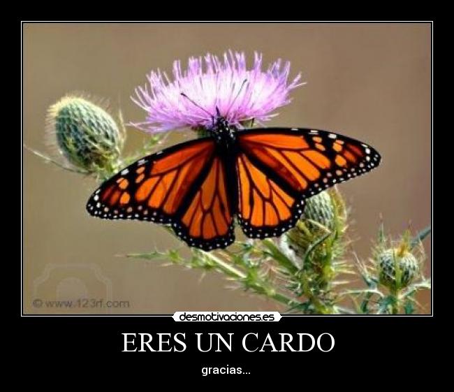 carteles cardo mariposa desmotivaciones