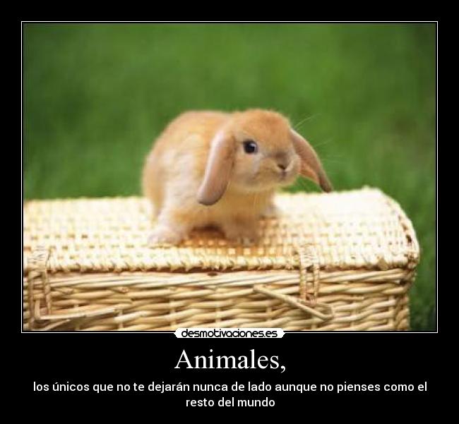 Animales, -