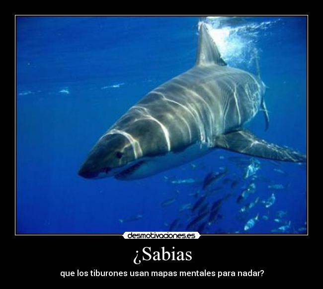 ¿Sabias - que los tiburones usan mapas mentales para nadar?