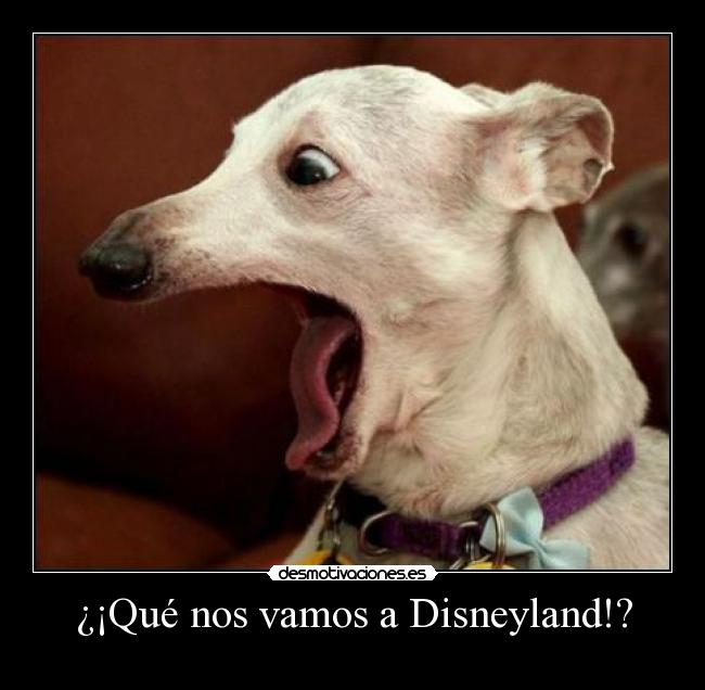 ¿¡Qué nos vamos a Disneyland!? - 