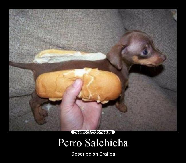 Perro Salchicha - Descripcion Grafica