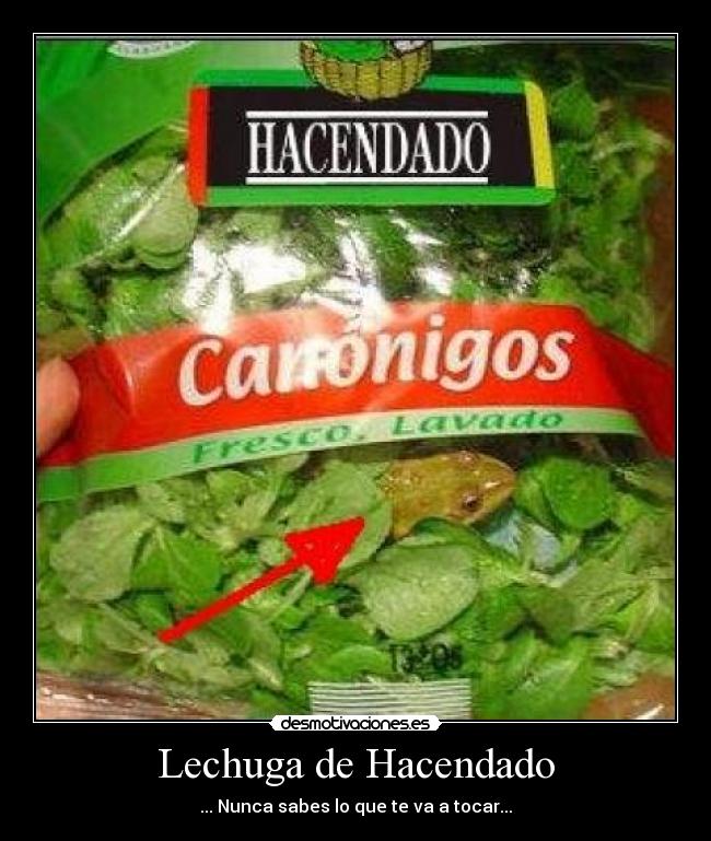 Lechuga de Hacendado - ... Nunca sabes lo que te va a tocar...