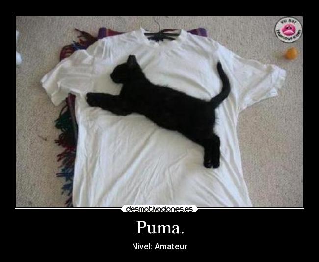 Puma. - Nivel: Amateur