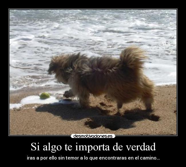 carteles importante sueno perseguir desmotivaciones