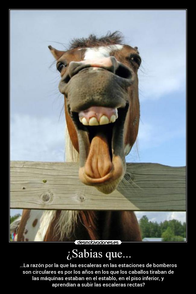 ¿Sabias que... - ...La razón por la que las escaleras en las estaciones de bomberos
son circulares es por los años en los que los caballos tiraban de
las máquinas estaban en el establo, en el piso inferior, y
aprendían a subir las escaleras rectas?