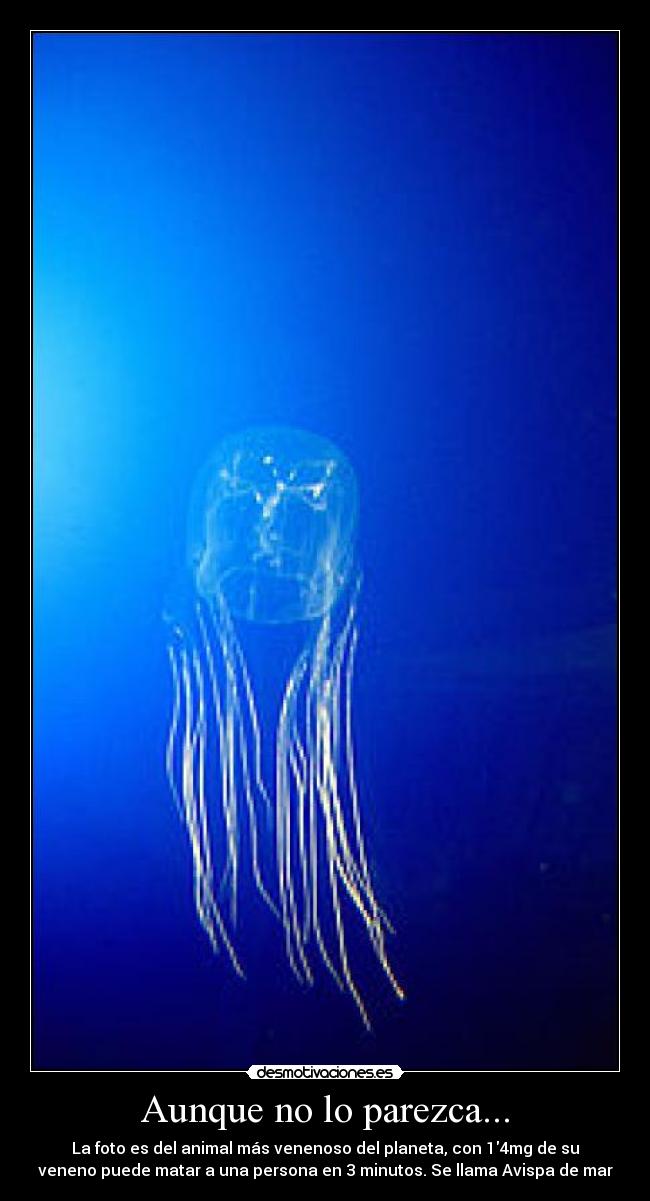 Aunque no lo parezca... - La foto es del animal más venenoso del planeta, con 14mg de su
veneno puede matar a una persona en 3 minutos. Se llama Avispa de mar