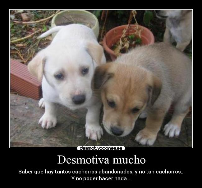 Desmotiva mucho - Saber que hay tantos cachorros abandonados, y no tan cachorros...
Y no poder hacer nada...