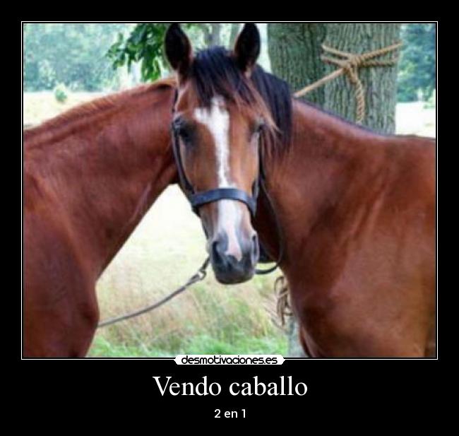 Vendo caballo -