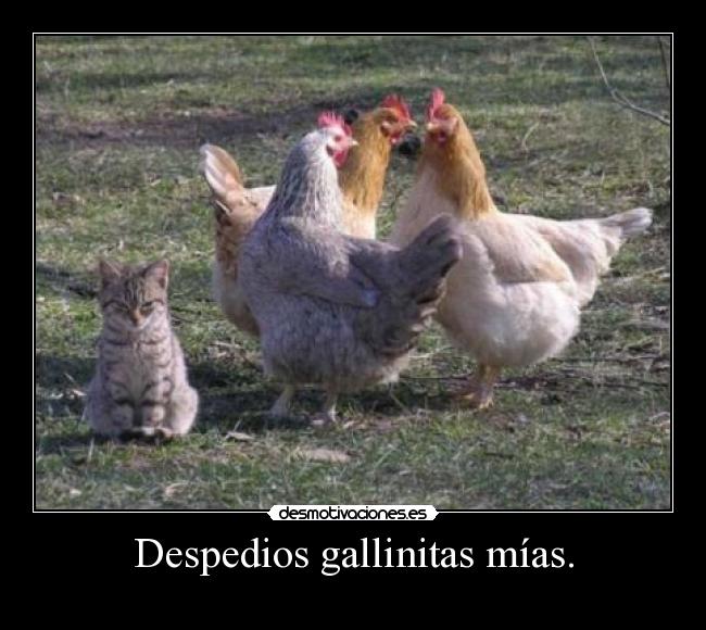 Despedios gallinitas mías. -