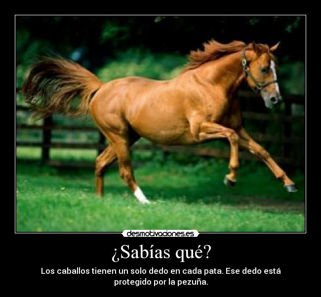 ¿Sabías qué? - Los caballos tienen un solo dedo en cada pata. Ese dedo está protegido por la pezuña.