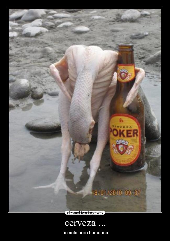 cerveza ... -