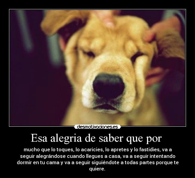 Esa alegria de saber que por  - mucho que lo toques, lo acaricies, lo apretes y lo fastidies, va a
seguir alegrándose cuando llegues a casa, va a seguir intentando
dormir en tu cama y va a seguir siguiéndote a todas partes porque te
quiere. 