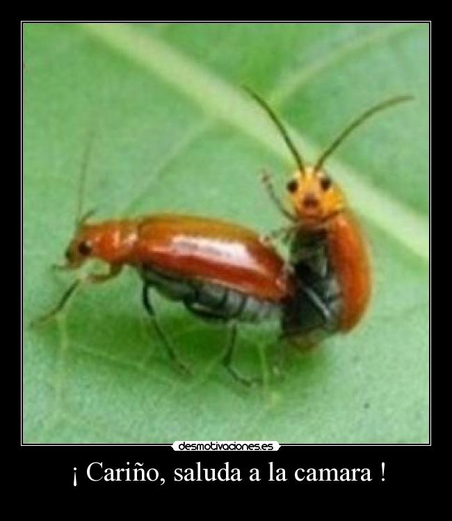 ¡ Cariño, saluda a la camara ! -