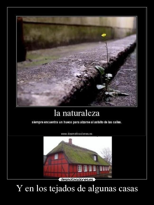 Y en los tejados de algunas casas -