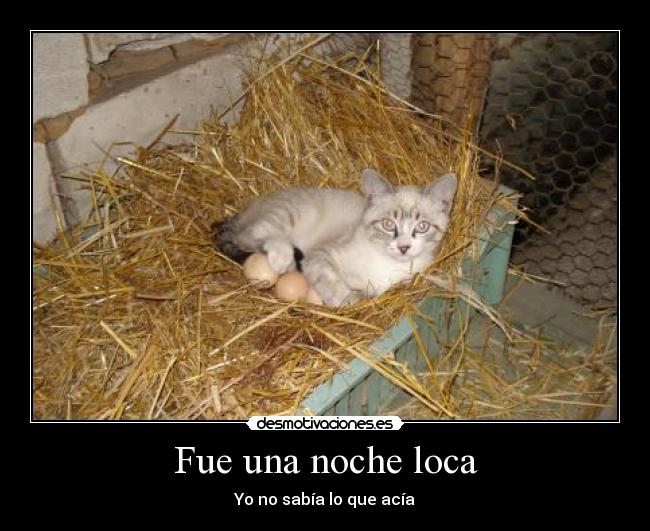 carteles gatosnoche loca huevos desmotivaciones