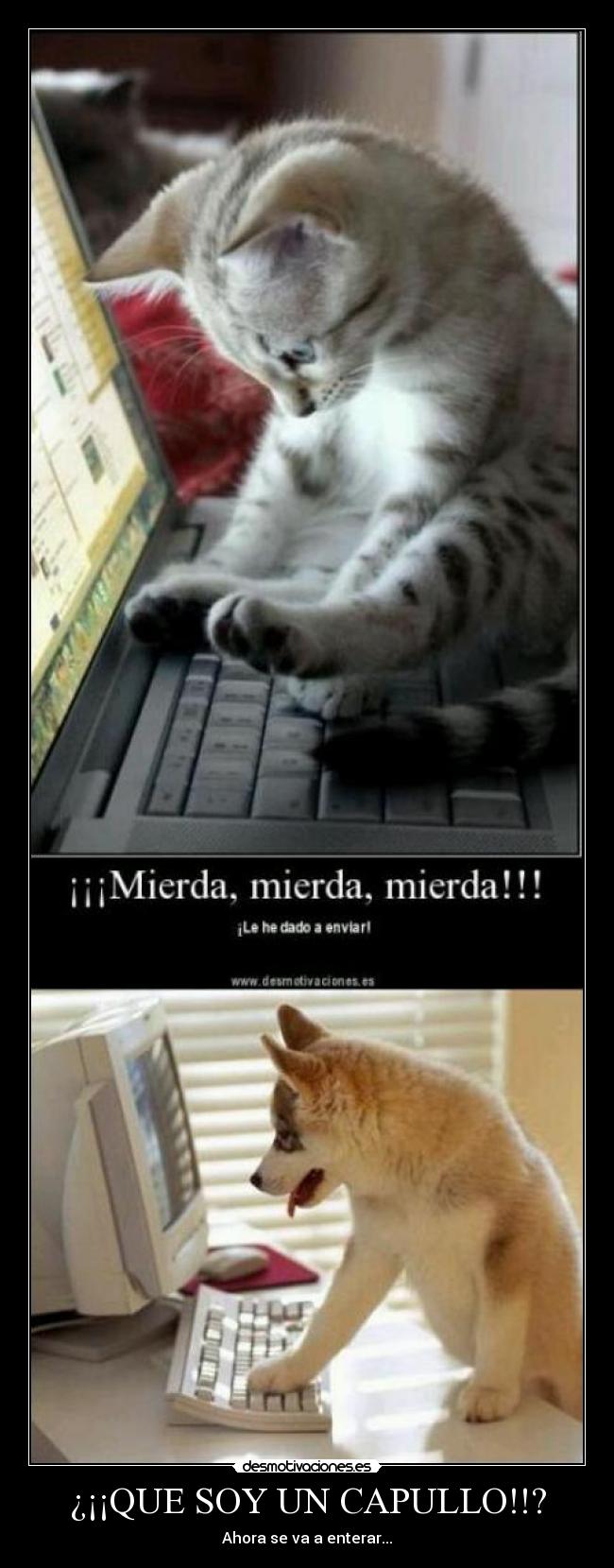 carteles animales desmotivaciones