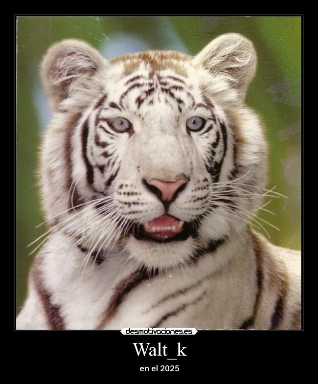 Walt_k - en el 2025