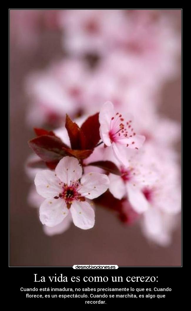 La vida es como un cerezo: - Cuando está inmadura, no sabes precisamente lo que es. Cuando
florece, es un espectáculo. Cuando se marchita, es algo que
recordar.