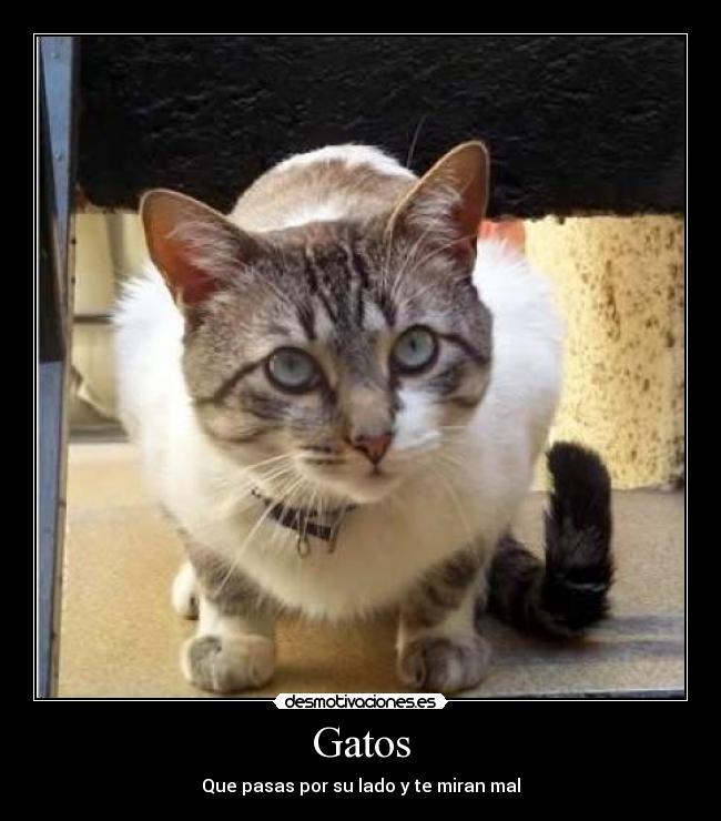 Gatos -