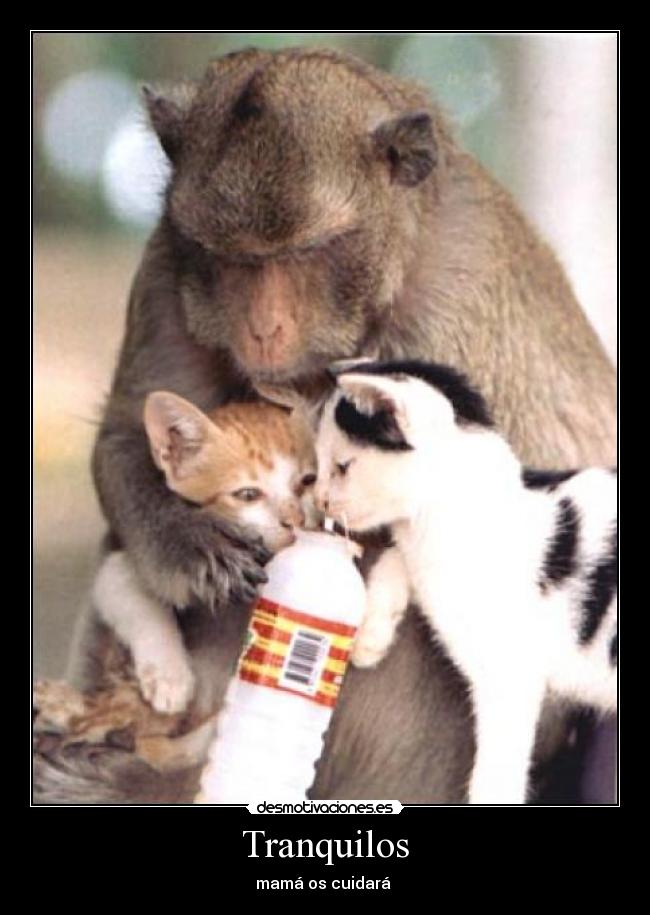 Tranquilos - 