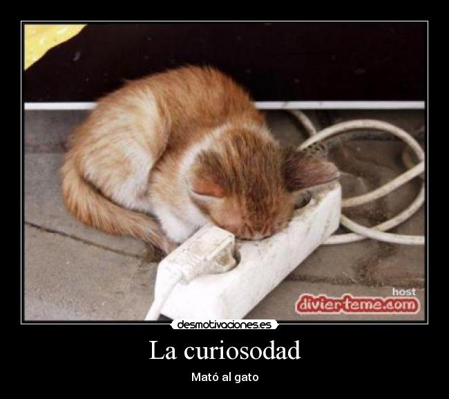 carteles curiosodad mato gato desmotivaciones