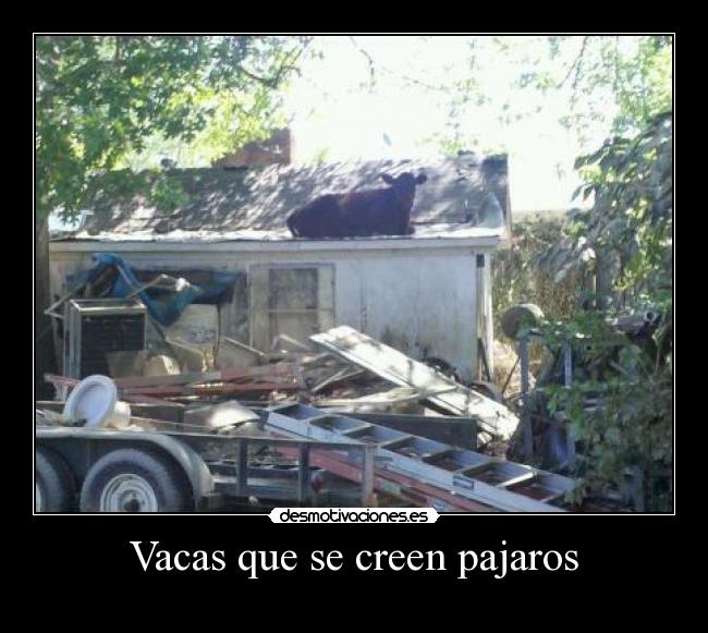 Vacas que se creen pajaros - 