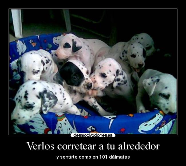 Verlos corretear a tu alrededor - y sentirte como en 101 dálmatas