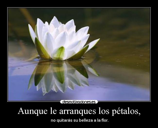 Aunque le arranques los pétalos, -