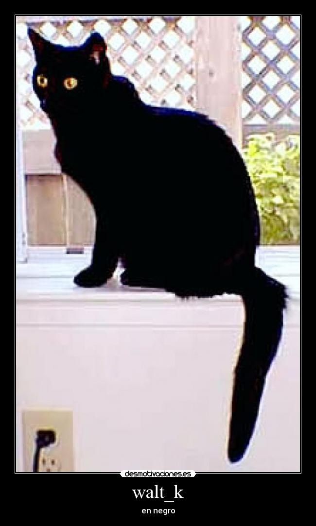 walt_k - en negro