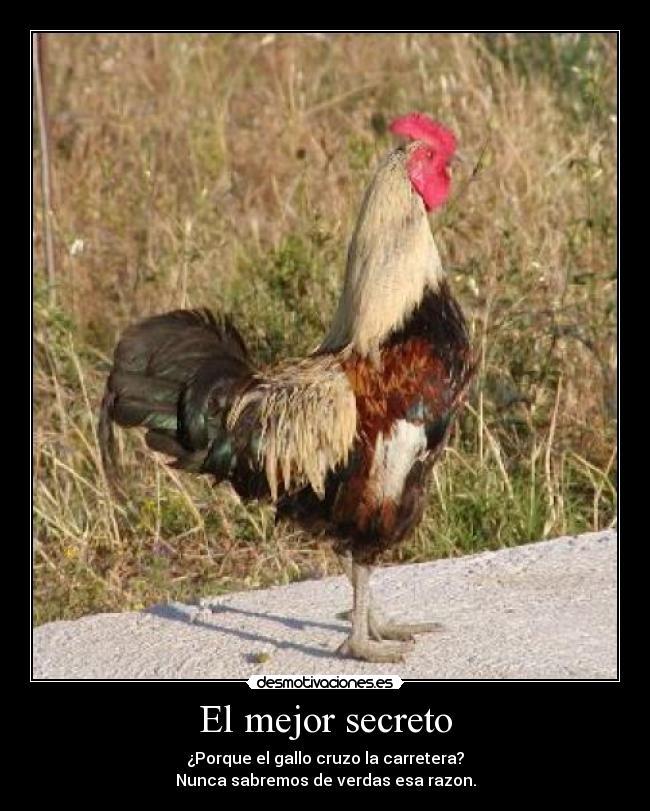 El mejor secreto - ¿Porque el gallo cruzo la carretera?
Nunca sabremos de verdas esa razon.