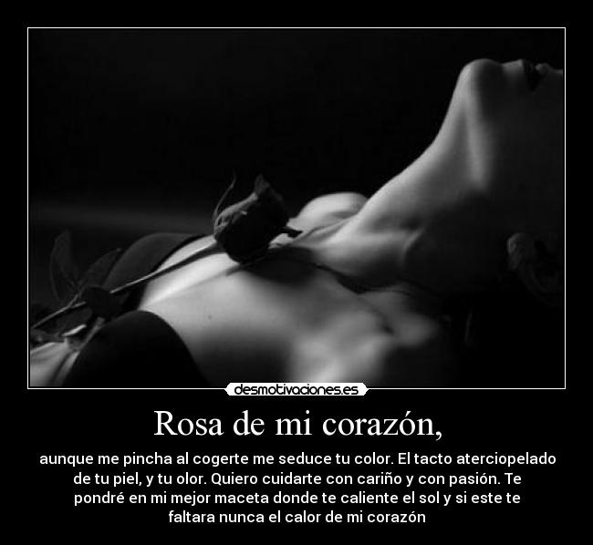 Rosa de mi corazón, - aunque me pincha al cogerte me seduce tu color. El tacto aterciopelado
de tu piel, y tu olor. Quiero cuidarte con cariño y con pasión. Te
pondré en mi mejor maceta donde te caliente el sol y si este te
faltara nunca el calor de mi corazón