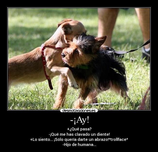 -¡Ay! - +¿Qué pasa?
-¡Qué me has clavado un diente!
+Lo siento... ¡Sólo quería darte un abrazo!*trollface*
-Hijo de humana...