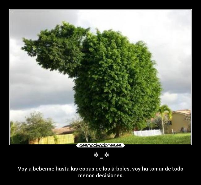 *-* - Voy a beberme hasta las copas de los árboles, voy ha tomar de todo
menos decisiones.